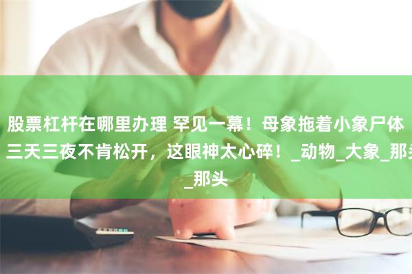 股票杠杆在哪里办理 罕见一幕！母象拖着小象尸体，三天三夜不肯松开，这眼神太心碎！_动物_大象_那头