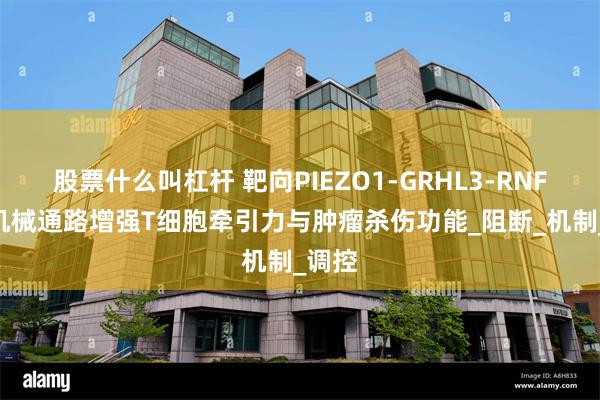 股票什么叫杠杆 靶向PIEZO1-GRHL3-RNF114机械通路增强T细胞牵引力与肿瘤杀伤功能_阻断_机制_调控